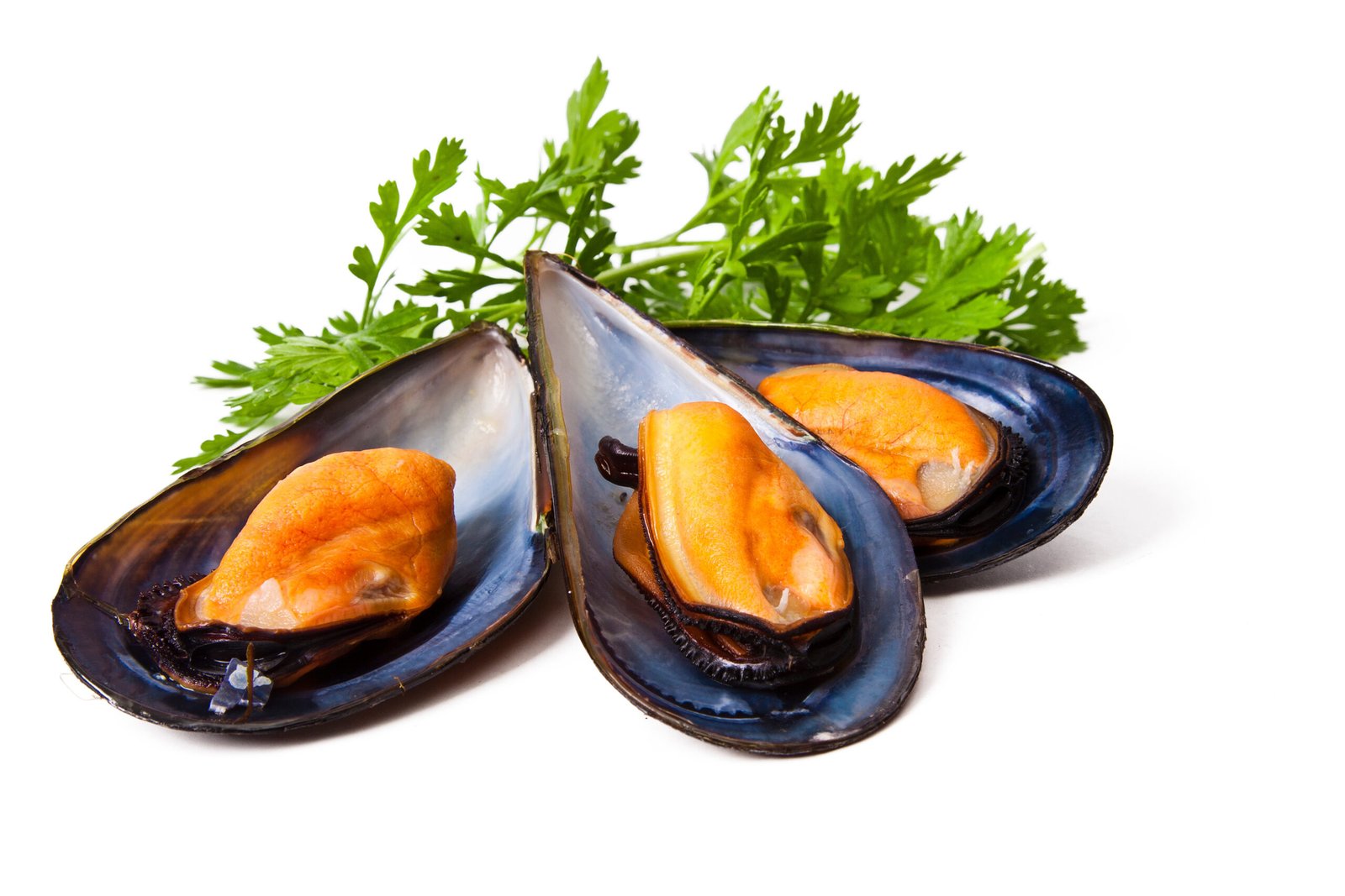 MEJILLON 1/2 CONCHA DELFIN 10X1KG