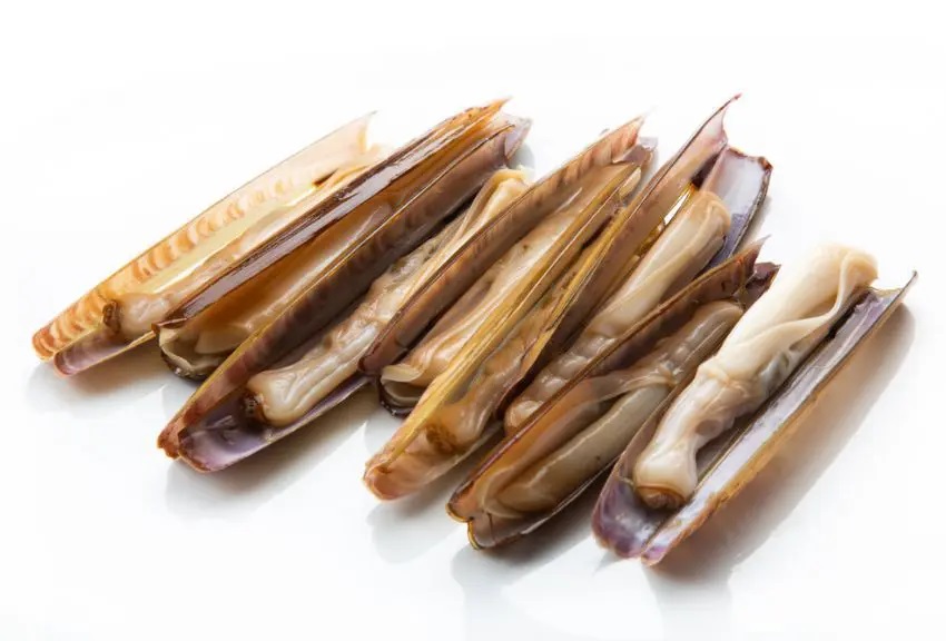 NAVAJA AMERICANA CRUDA 10/14 8X500GRS APOLO